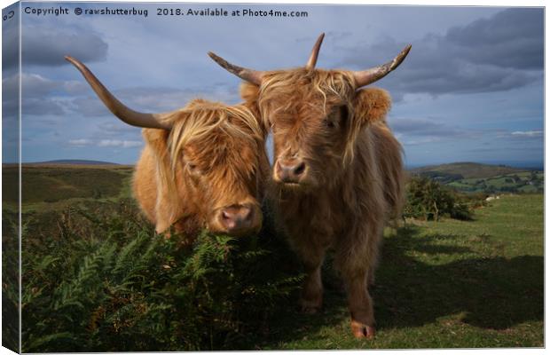 Highland Cows Canvas Print by rawshutterbug 