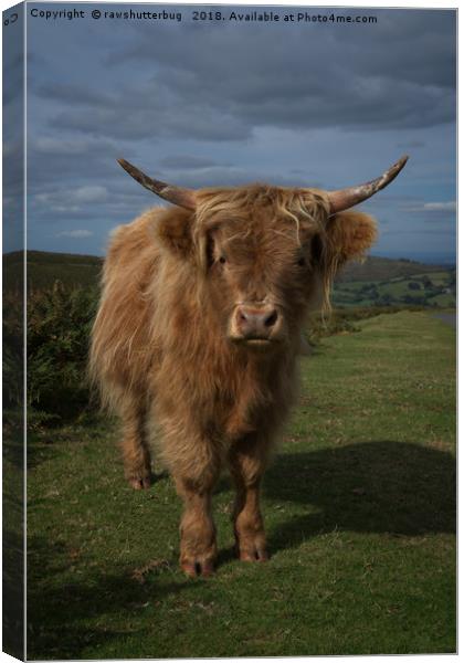 Highland Cow Canvas Print by rawshutterbug 