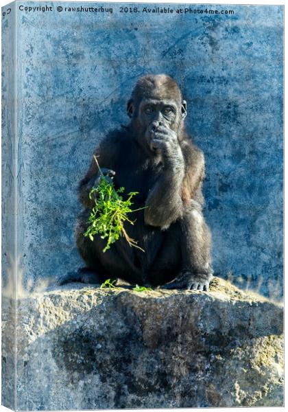 Gorilla Baby Shufai Canvas Print by rawshutterbug 