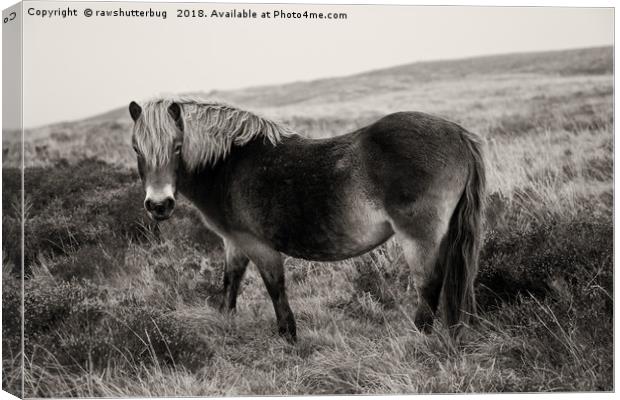 Exmoor Pony Bronze Canvas Print by rawshutterbug 