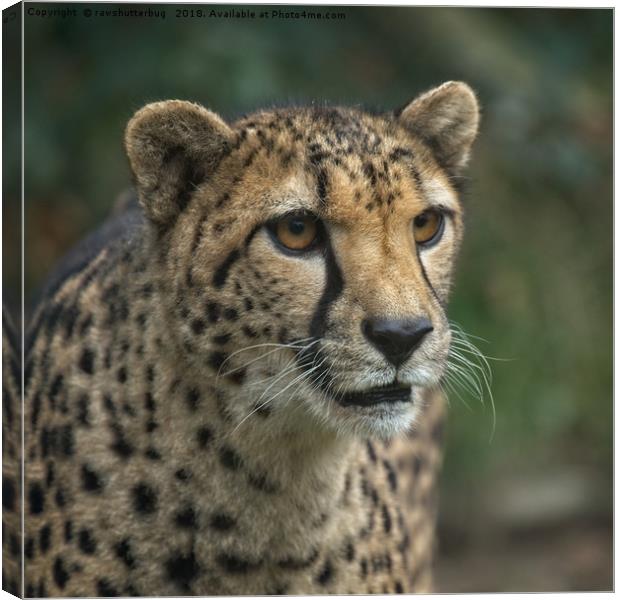 Cheetah's Face Canvas Print by rawshutterbug 