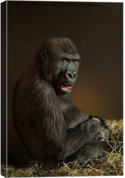Lope The Gorilla Canvas Print by rawshutterbug 