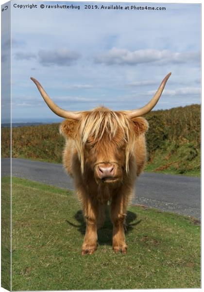 Highland Cow Canvas Print by rawshutterbug 