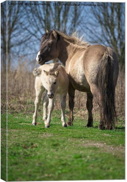 Konik Horse And Her Foal Canvas Print by rawshutterbug 