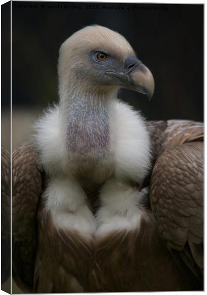 Griffon vulture Portrait Canvas Print by rawshutterbug 