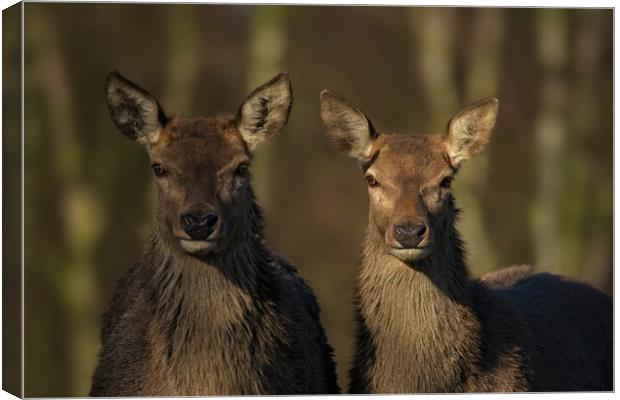 Red Deer Posing Canvas Print by rawshutterbug 