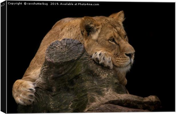 Serene Lioness Canvas Print by rawshutterbug 