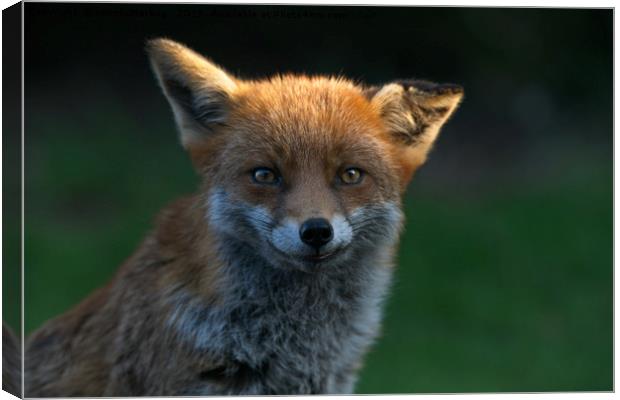Wild Fox With A Floppy Ear Canvas Print by rawshutterbug 