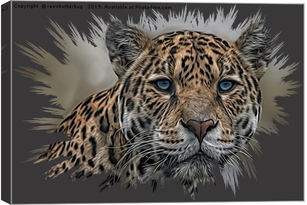 Blue Eyed Jaguar Canvas Print by rawshutterbug 