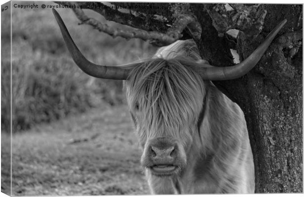 Highland Cow Mono  Canvas Print by rawshutterbug 