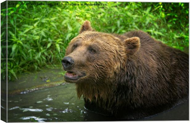 Grizzly Bear Close-Up Canvas Print by rawshutterbug 