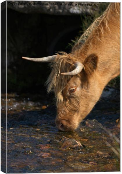 Highland Cow Drinking From A Stream Canvas Print by rawshutterbug 