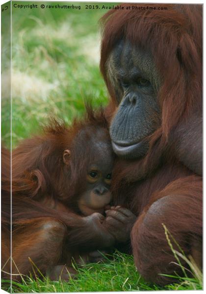 Orangutan mother and baby Canvas Print by rawshutterbug 