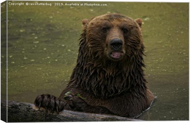 Grizzly Bear In The Water Canvas Print by rawshutterbug 