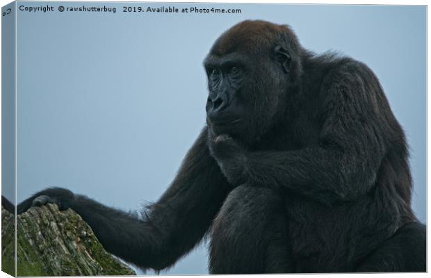 Lope The Gorilla Thinking About His Next Move Canvas Print by rawshutterbug 