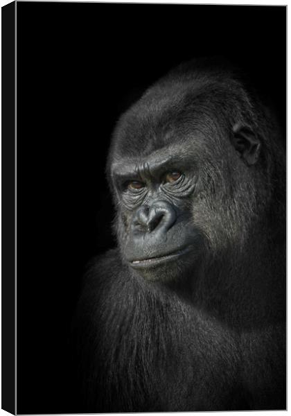 Gorilla Mother Canvas Print by rawshutterbug 