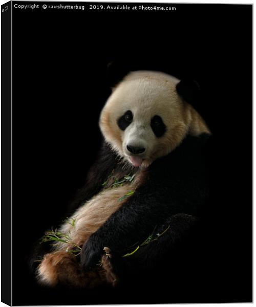 Giant Panda Sticking Out Her Tongue Canvas Print by rawshutterbug 