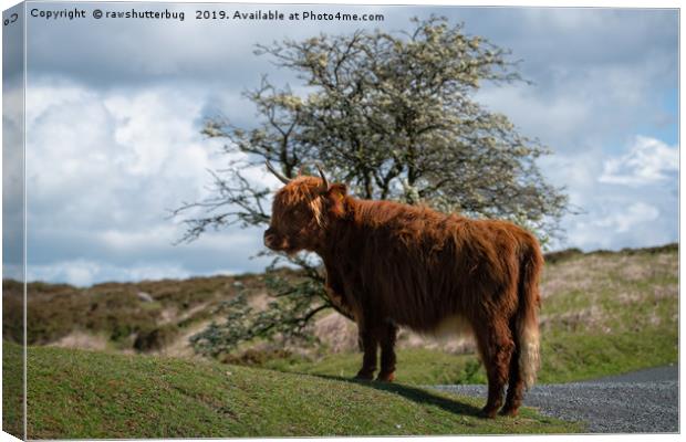 Highland Cow At Dartmoor National Park Canvas Print by rawshutterbug 