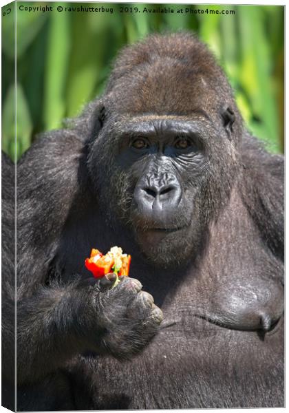 Gorilla Loves Her Pepper Canvas Print by rawshutterbug 