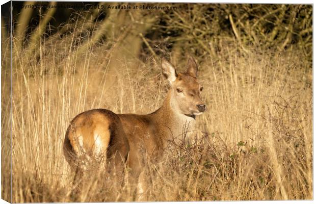 Wild Red Deer  Canvas Print by rawshutterbug 