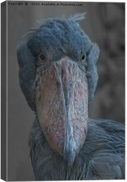 Shoebill Canvas Print by rawshutterbug 