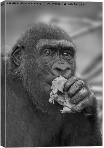 Gorilla Eating A Salad Canvas Print by rawshutterbug 