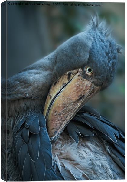 Shoebill Cleaning It's Feathers Canvas Print by rawshutterbug 