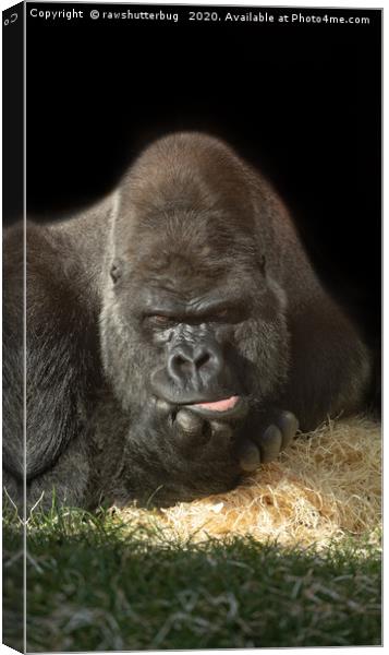 Oumbi The Silverback Canvas Print by rawshutterbug 