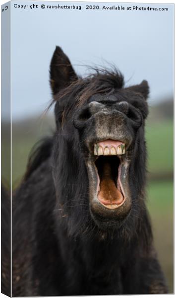 Horse Showing His Teeth Canvas Print by rawshutterbug 