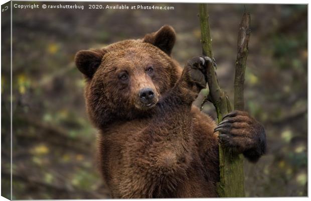 Brown Bear All Paws And Claws Canvas Print by rawshutterbug 