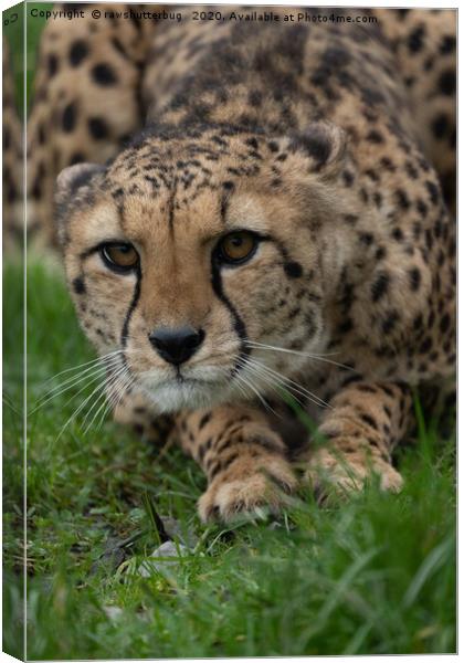 Stalking Cheetah Canvas Print by rawshutterbug 