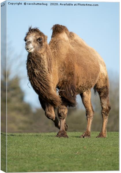 Camel In A Rush Canvas Print by rawshutterbug 