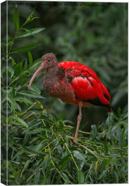 Scarlet ibis Canvas Print by rawshutterbug 