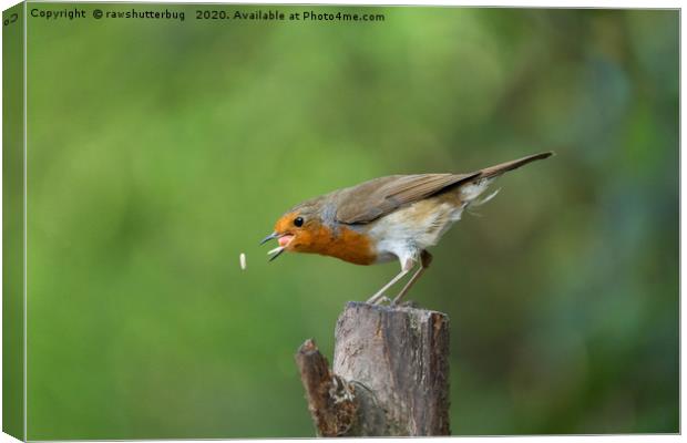 Robin In Action Trying To Catch His Food Canvas Print by rawshutterbug 