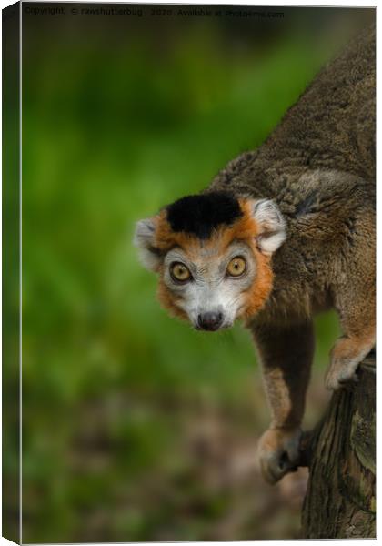 Crowned Lemur Canvas Print by rawshutterbug 