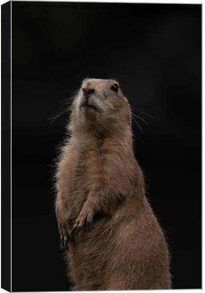 Prairie Dog Lookout Canvas Print by rawshutterbug 