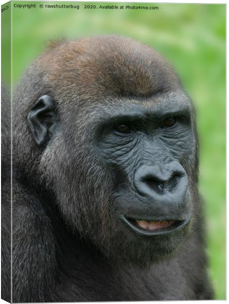 The Cheeky Gorilla King Canvas Print by rawshutterbug 