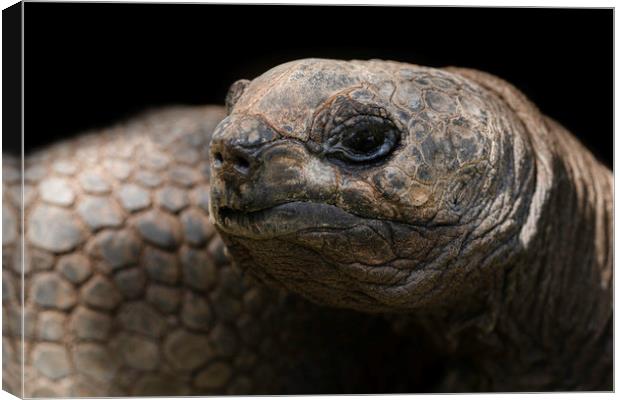 Giant Aldabra Tortoise Close-Up Canvas Print by rawshutterbug 