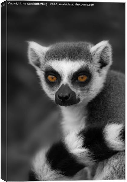 Lemur Eyes Canvas Print by rawshutterbug 