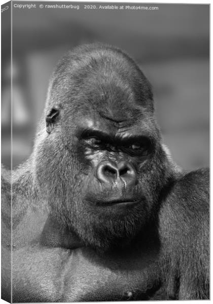 Silverback In Black And White Canvas Print by rawshutterbug 