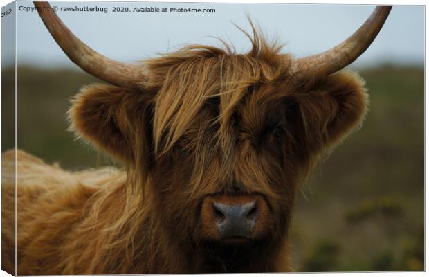 Highland Cow Face Canvas Print by rawshutterbug 