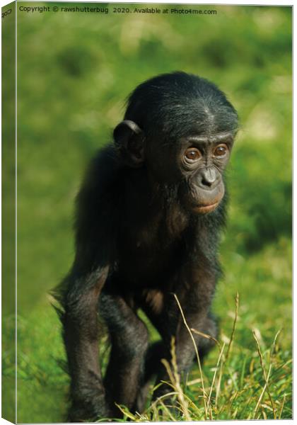Baby Bonobo Canvas Print by rawshutterbug 
