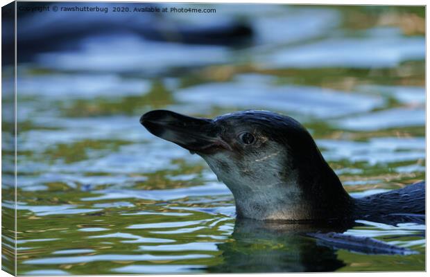 Swimming Young Penguin Canvas Print by rawshutterbug 