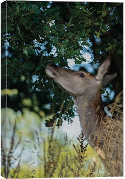 Deer Reaching For The Best Canvas Print by rawshutterbug 