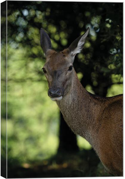 Red Deer Close-Up Canvas Print by rawshutterbug 