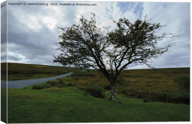 Single Tree On Dartmoor Canvas Print by rawshutterbug 
