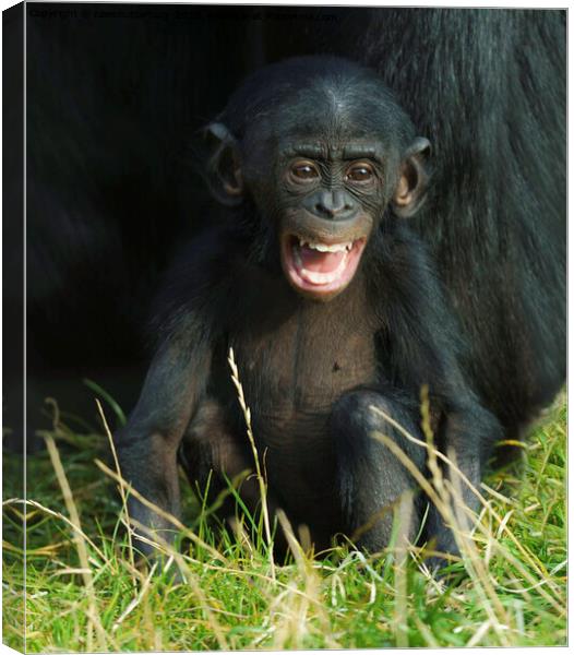 Happy Baby Bonobo Canvas Print by rawshutterbug 