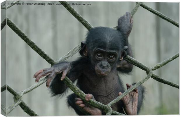 Bonobo Baby Likes To Climb Canvas Print by rawshutterbug 