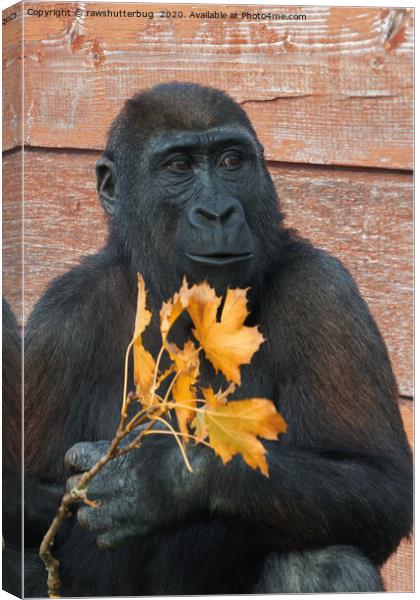 Gorilla Shufai With With An Autumn Leaf Canvas Print by rawshutterbug 