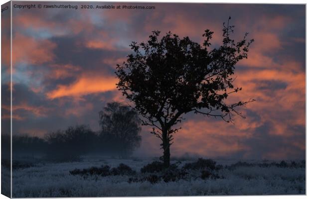 Frosty Sunrise At Chasewater Country Park Canvas Print by rawshutterbug 